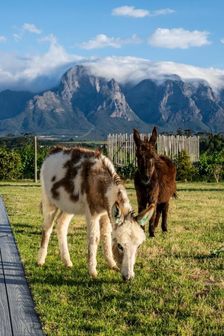 Commercial Property for Sale in Paarl Rural Western Cape